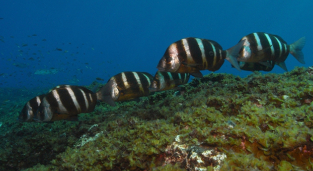 Un banc de beaux sars tambours (Diplodus cervinus). Nautisme Article