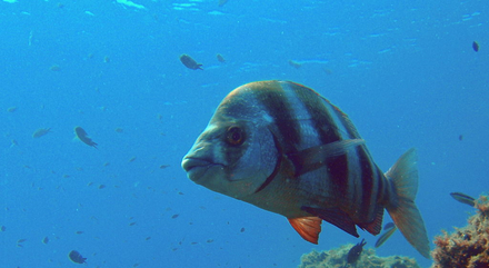 Le sar tambour (Diplodus cervinus) est aussi appelé sar à grosses lèvres ! Il évolue généralement plus profond que les autres sars, mais peut aussi approcher la surface.  Le sar tambour (Diplodus cervinus) est aussi appelé sar à grosses lèvres ! Il évolue généralement plus profond que les autres sars, mais peut aussi approcher la surface.