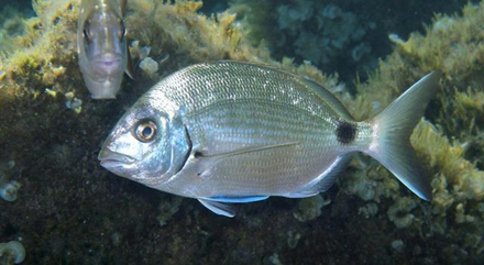 Le sar commun (Diplodus sargus) mesure de 15 à 30 cm. 