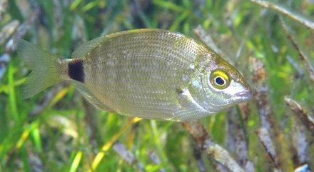 Le sparaillon (Diplodus annularis), le plus petit des sars, aux jolis reflets dorés.