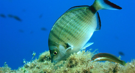 Le sar à museau pointu (Diplodus puntazzo).  Le sar à museau pointu (Diplodus puntazzo).