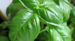 En Italie, du basilic pousse au fond de la mer