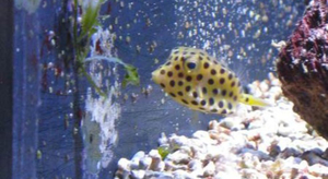 Crevette nettoyeuse et poisson-coffre à Nausicaá