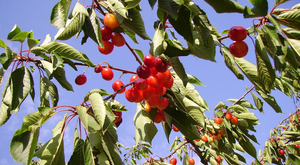 Dans l’hémisphère nord, c’est le temps des cerises
