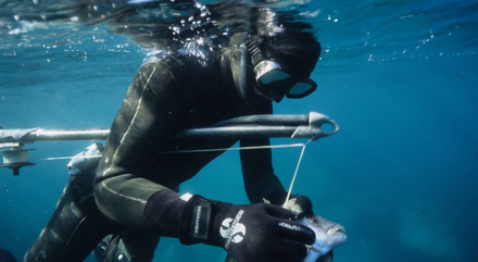 Un sar de Méditerranée. Nautisme Article