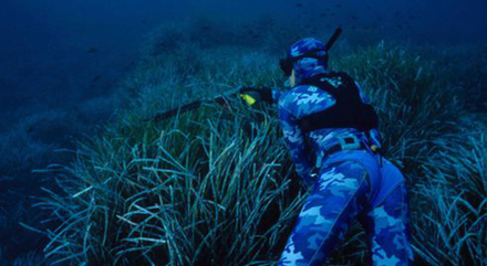 Chasseur sous-marin à l'agachon (à l'affût) dans les herbiers de posidonies. Nautisme Article