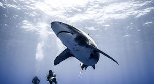 A voir : Les requins de la colère