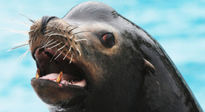 Opération de sauvetage pour 2000 lions de mer
