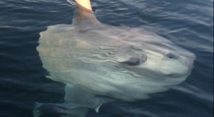 Où voir des poissons lune en France ?