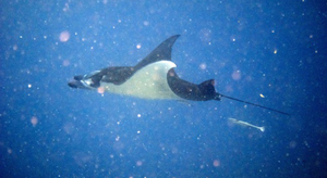 Il neige aussi sous la mer