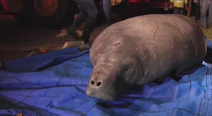 19 lamantins bloqués dans une canalisation