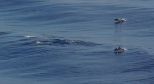 Que faire en cas d’échouage d’un mammifère marin ?