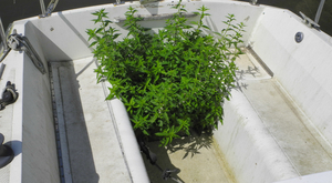 Places de port, saturation, oui mais…