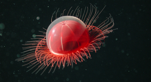 Expo Abysses : découvrez les mystères d'un monde inconnu