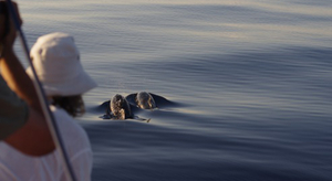 Quand les navigateurs font de la science