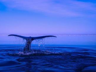 Chasse annuelle à la baleine: le Japon tue 333...