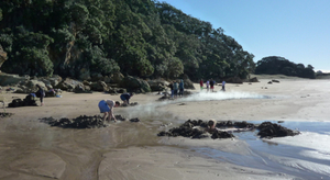Hahei ou la ruée vers l’eau de source chaude