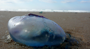 Bretagne : méduses et eau tiède, comme en été