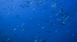 Les océans préservent les traces de nos ancêtres