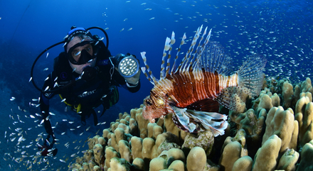 Poisson lion, poissons verre
