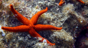 Habiter sous la mer, un rêve à la portée de tous