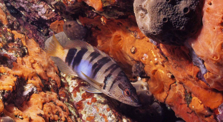 La baie offre de belles plongées. Ici un serran écriture La baie offre de belles plongées. Ici un serran écriture
