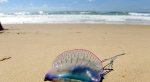 Voici venu le temps des méduses