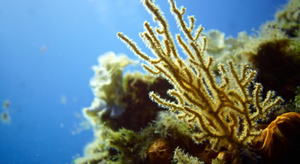 Explorer les océans avec l'équipage du Nautilus