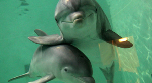 Xinana et Coral, des dauphins pédiatres