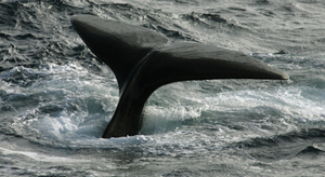 Une carcasse de cachalot proposée sur eBay