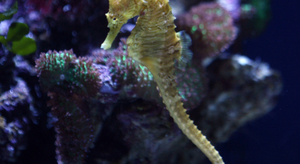 Le climat joue sur les océans