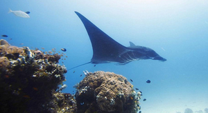 Un nouveau sanctuaire pour la raie manta