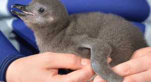 Météo: des manchots sous antidépresseurs