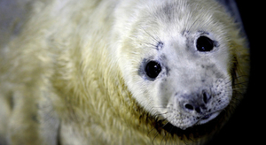 Deux jeunes phoques sauvés à Carcans