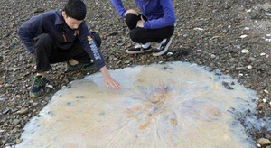 Une mystérieuse méduse géante a été retrouvée sur une plage d’Australie