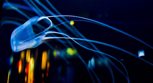 La méduse box, ce danger mortel qui menace nos vacances sous les tropiques