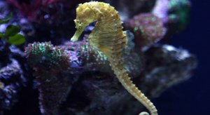 L'hippocampe, cet animal furtif