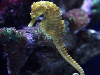 L'hippocampe, cet animal furtif