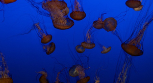 Des méduses arrêtent un réacteur nucléaire