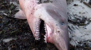 Morbihan : un requin féroce s'échoue sur une plage