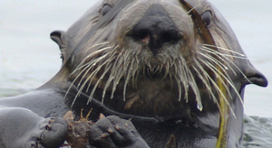 Les loutres de mer au secours de la Californie