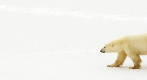 Les frissons de l'Arctique à la rame
