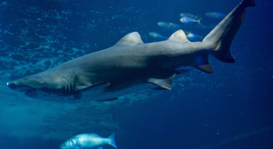 20.000 lieues sous les mers... depuis son bureau