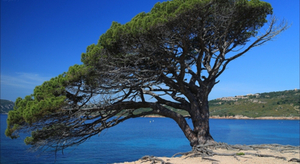 Sirocco en Corse, 41°C relevés mercredi