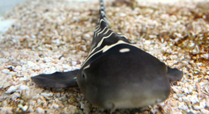 Océanopolis : naissance d'un requin zèbre