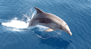 Une mémoire de dauphin