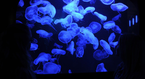 Peut-on mourir d’une piqûre de méduse ?