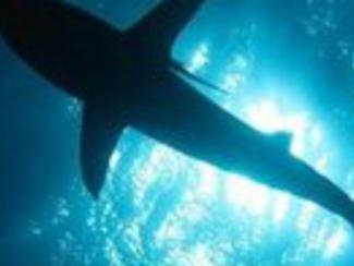 Requin : quel risque d'attaque sur nos côtes ?