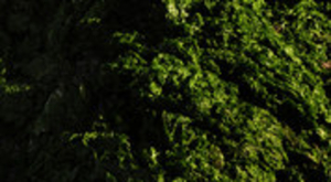 Une marée verte de la taille de la Bretagne