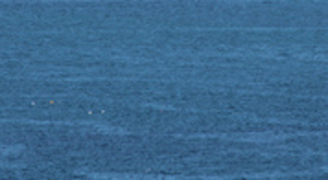 Une algue décimée par le réchauffement climatique